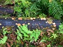 12.3- Tableau forestier pres du lac Matheson